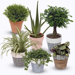 Plantas Verdes para Interior