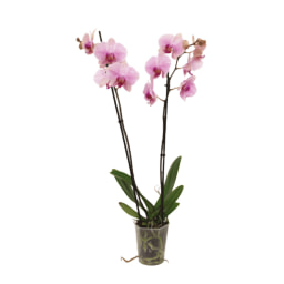 GARDENLINE® - Orquídeas Borboleta
