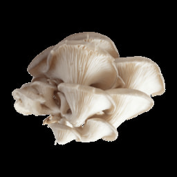 Cogumelos Pleurotus Biológicos