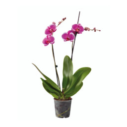 Orquídea 2 Hastes V12
