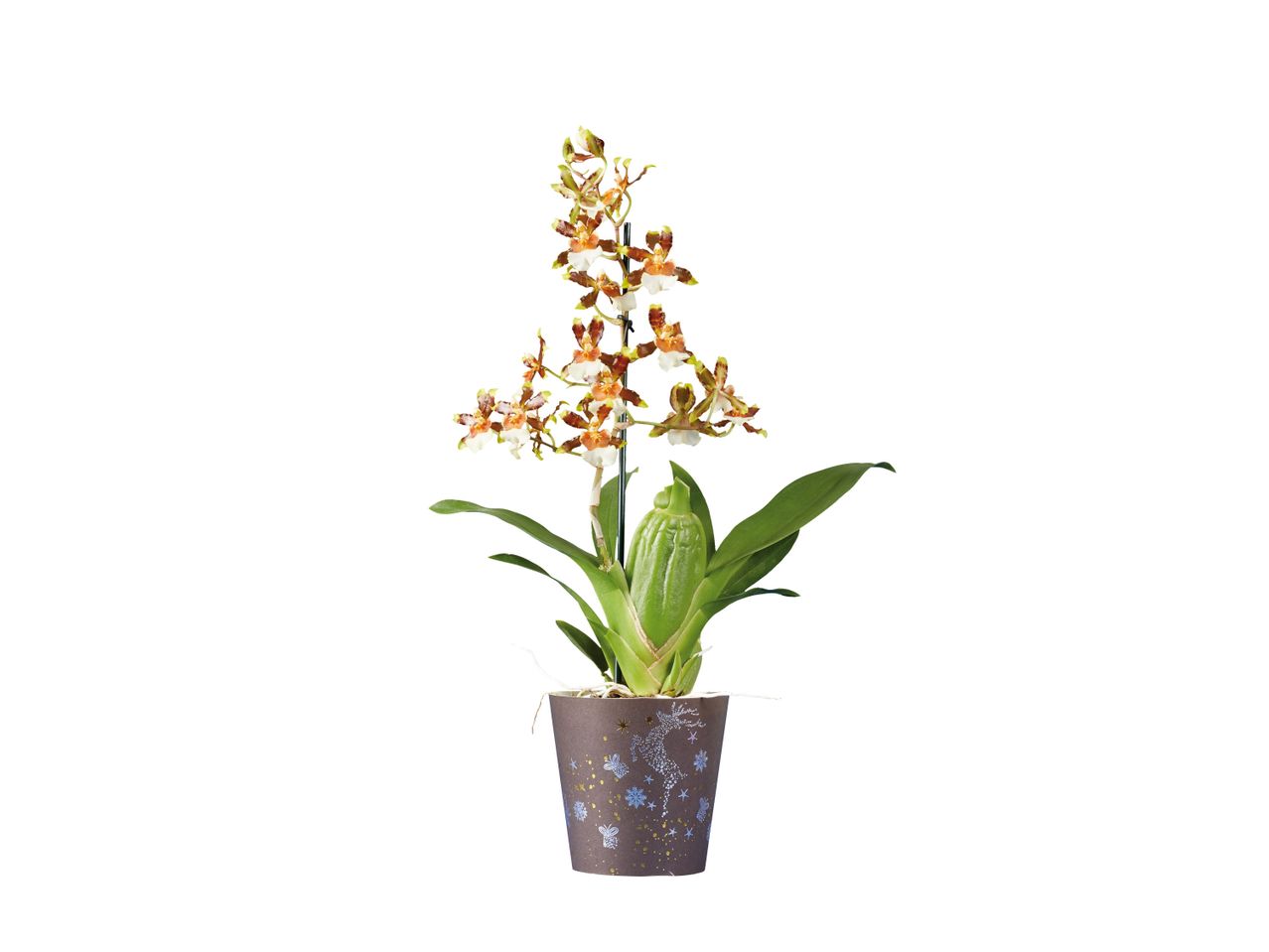 Orquídea de Natal V9