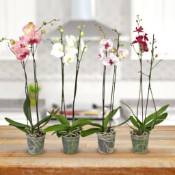 Orquídea em Vaso