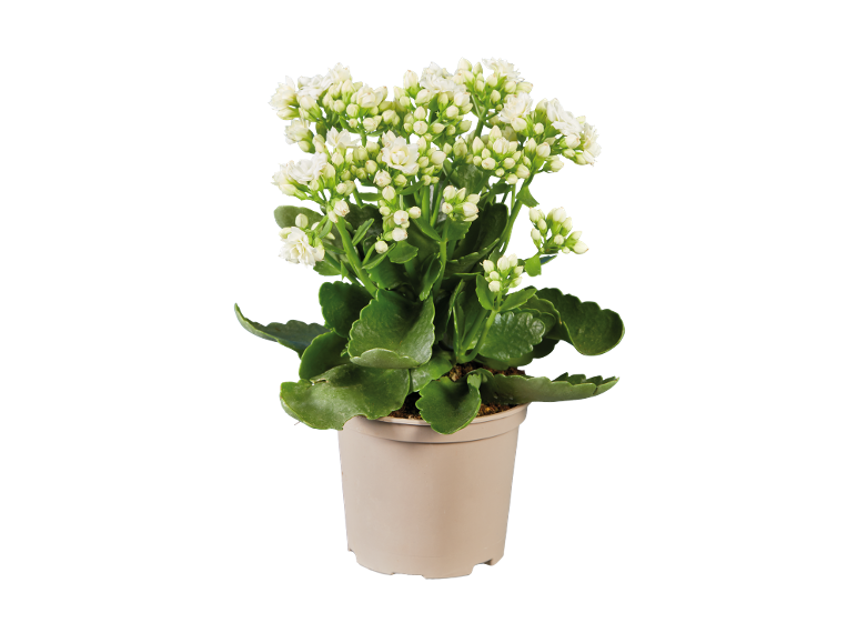Kalanchoe Vaso 12