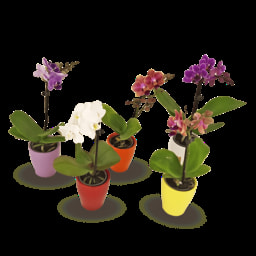 GARDEN LINE® Phalaenopsis Mini
