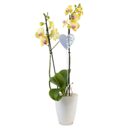Orquídea em Vaso de Cerâmica