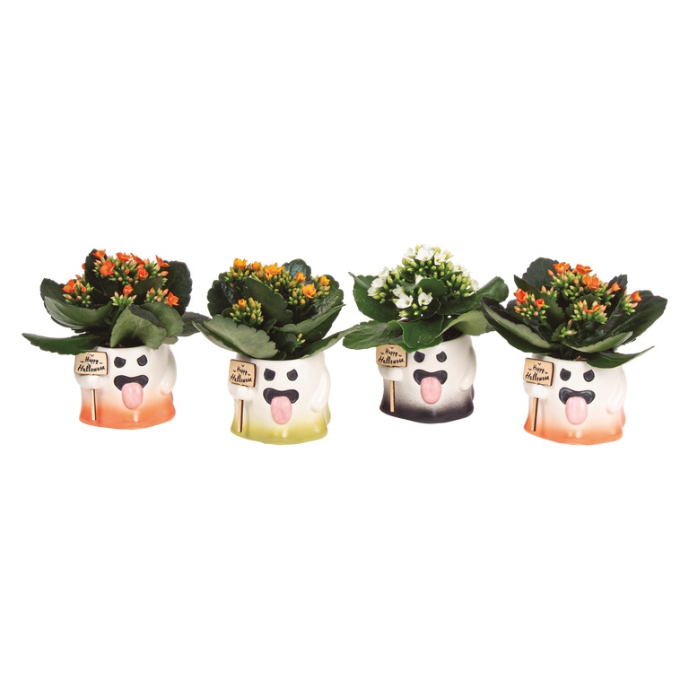 GARDENLINE® - Mini Kalanchoe