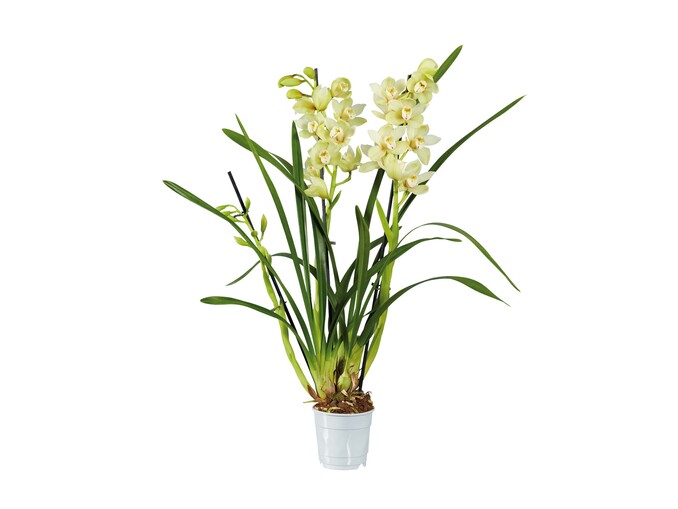 multiPROMOS - Orquídea 3 Hastes