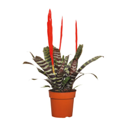 GARDENLINE® - Bromélia