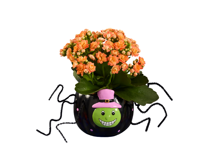Kalanchoe Halloween