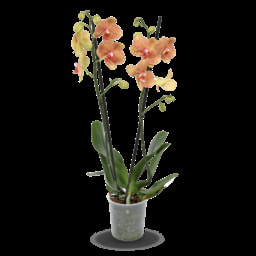 GARDEN FEELINGS® Phalaenopsis Premium