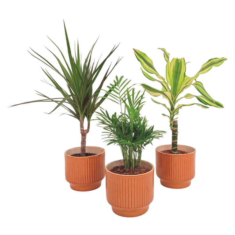 Plantas Verdes