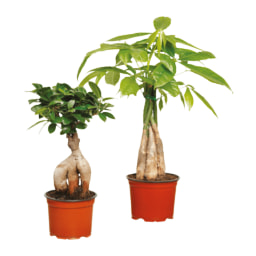 GARDENLINE® Ficus Ginseng e Pachira