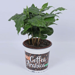 Coffea Arabica