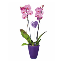Orquídea Cerâmica Vaso 12