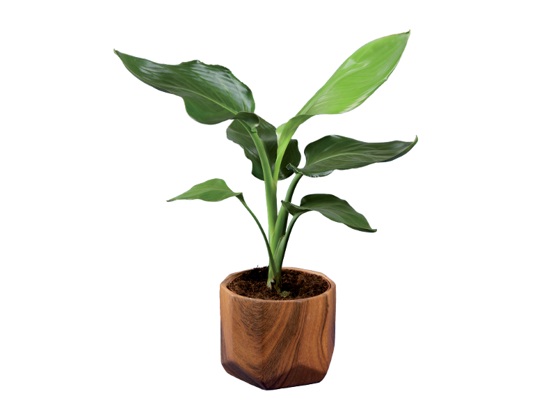 Plantas Verdes Mix em Vaso de Cerâmica