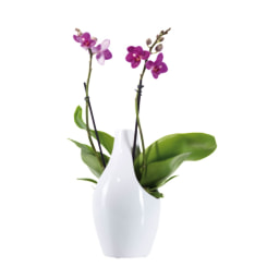 Orquídea Cerâmica Vaso 9