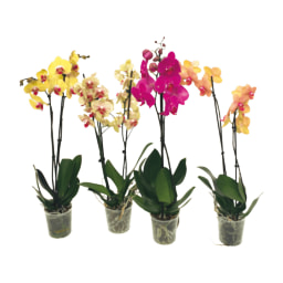 Gardenline® Orquídea
