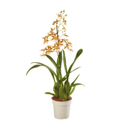 Orquídea Mix Vaso 12