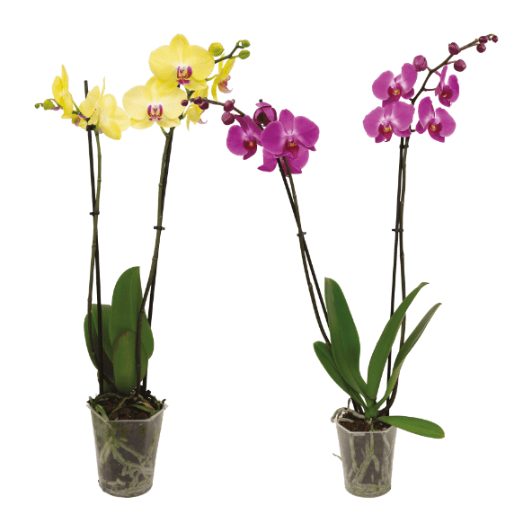 GARDENLINE® - Phalaenopsis