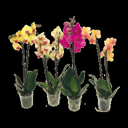 GARDENLINE® Orquídea de 2 Hastes