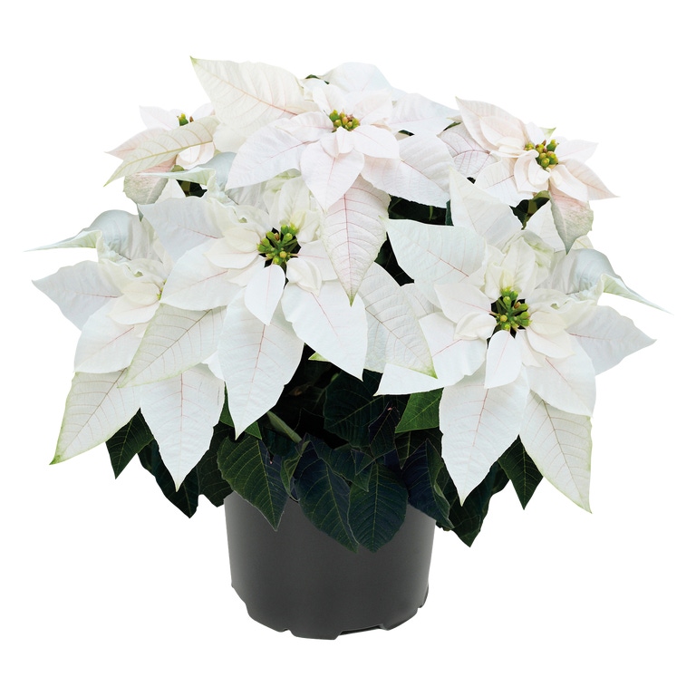 GARDENLINE® - Estrela de Natal Pincettia