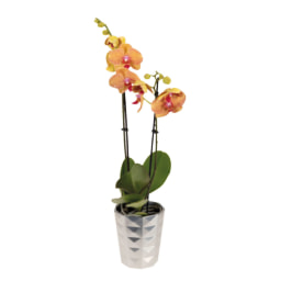 Phalaenopsis Natal V12