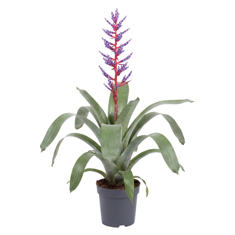 GARDENLINE® - Achamea Azul e Rosa