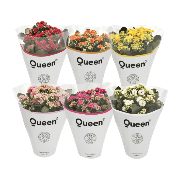 GARDENLINE® - Kalanchoe Queen