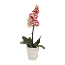 GARDENLINE® - Orquídea em Vaso de Cerâmica