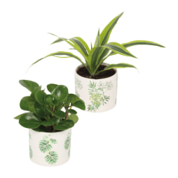 GARDENLINE® Mix de Plantas em Vaso Decorativo