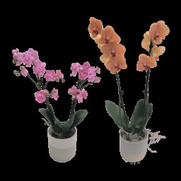 GARDENLINE® Orquídea em Vaso de Cerâmica