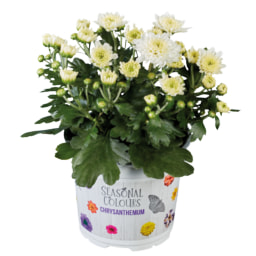 Crisântemo Multiflora