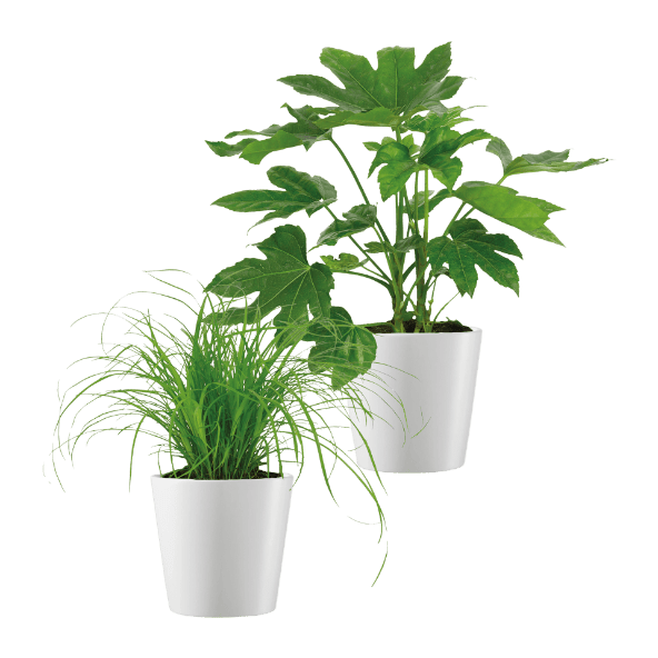 GARDENLINE® - Plantas Verdes Premium