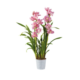 Orquídea Premium V12