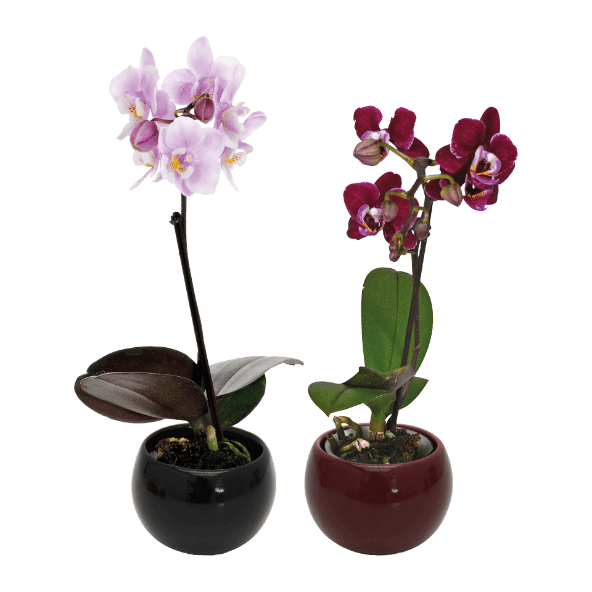 Mini Orquídea