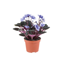 Mini Plantas Variadas com Flor