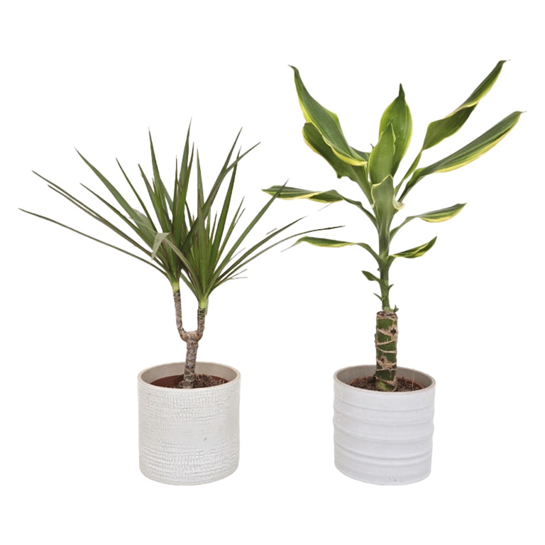 Dracaena com Vaso de Cerâmica