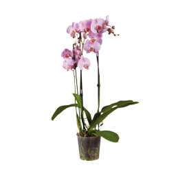 Phalaenopsis Premium 3 Hastes