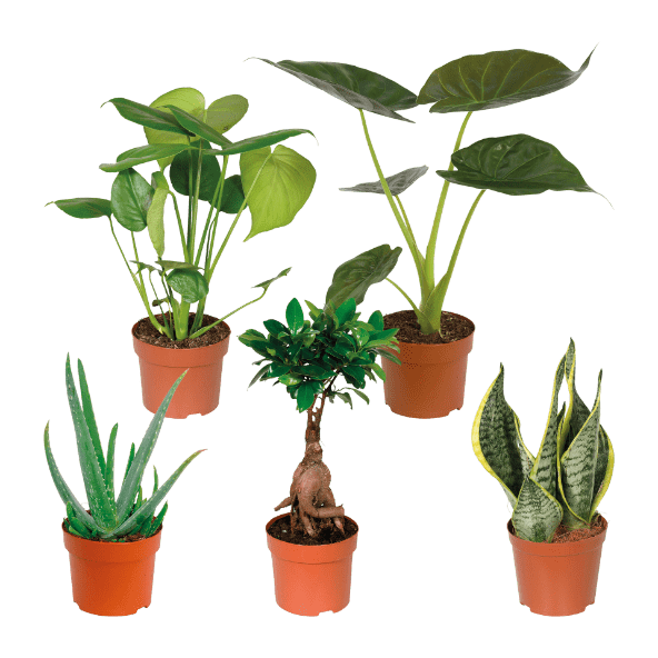 GARDENLINE® Plantas Verdes Premium