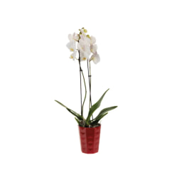 Orquídea de Natal Vaso 12