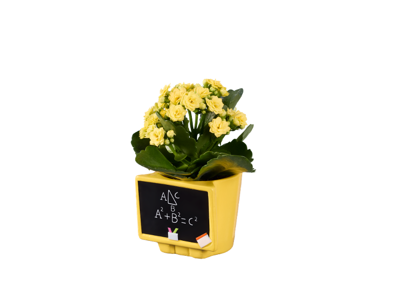 Kalanchoe em vaso de Cerâmica e Ardósia