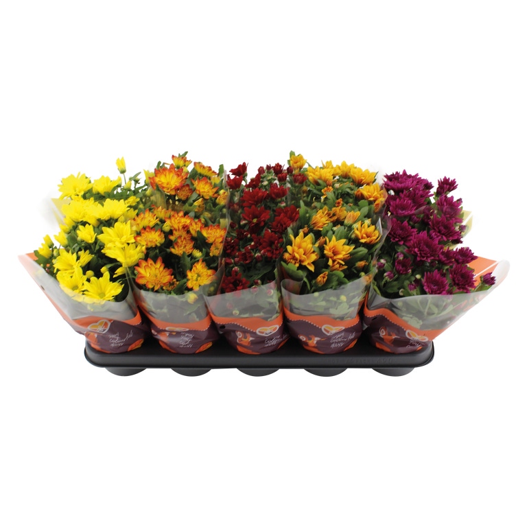 GARDENLINE® - Crisântemos