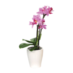 Mini Phalaenopsis em Vaso Cerâmico