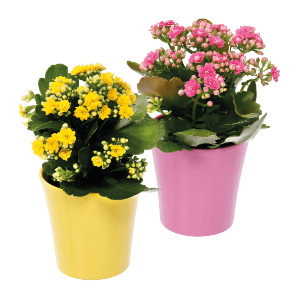 Kalanchoe em Vaso de Cerâmica